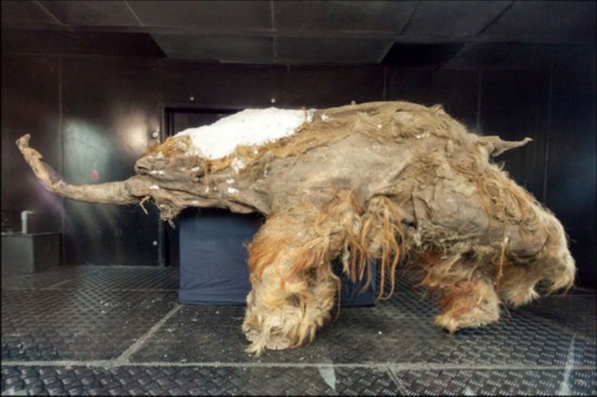 �������Ƿ��ֺ�����������ʨ��ʬ��