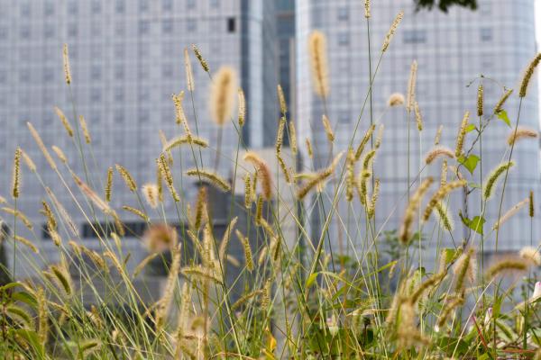 ���ʹ���ַ���Ӳݱ�������к��Ƽ��ǵ���ҵ������Ŀ���ء��������ż��� ���� ͼ