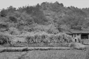 �л���ά�������������ܽ����ַ(ʯ�������) �α� Ф���� ��