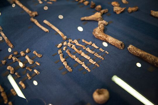 δ֪�����ֲ���ʯ